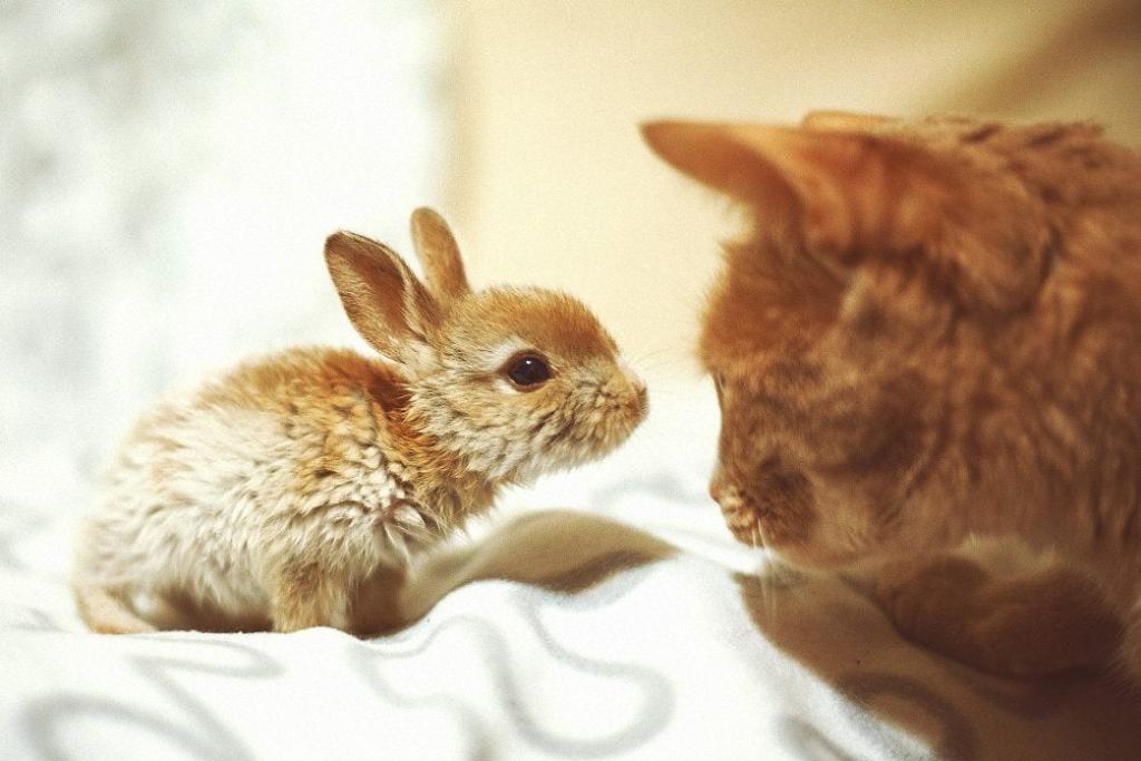 Ways to prepare for the arrival of your new pet rabbit