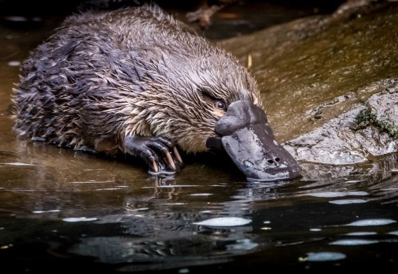 Creatures Throughout History That Sound Made-Up