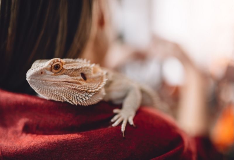 Tip the Scales: Reasons Reptiles Make Amazing Pets