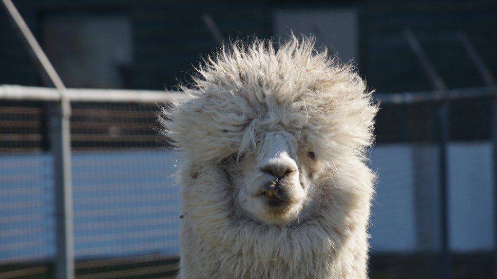 funny blond alpaca bedhead smirk alpacacino t20 WK9Omm